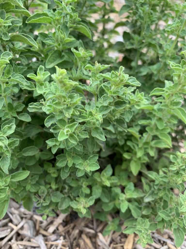 Picture of oregano for your productive garden landscape design