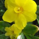 Yellow primrose jasmine for Melbourne landscape design