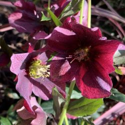 Purple hellebores in Vermont South landscape design