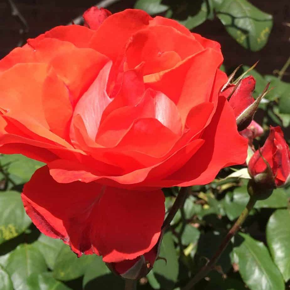 Closeup of red rose for Vermont South front garden design