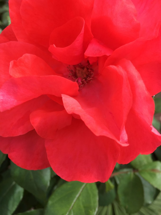Red rose in Vermont South garden design by Parveen Dhaliwal