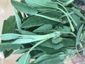 Picture of sage for your productive garden landscape designg Landscape Solutions Melbourne