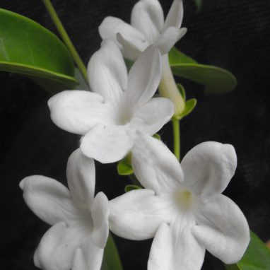 Chilean jasmine creeper for Melbourne garden design