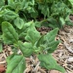 Picture of Warrigal greens for your productive garden landscape design