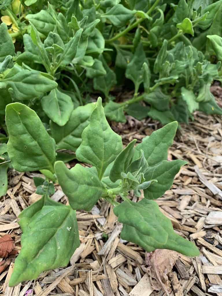 Picture of Warrigal greens for your productive garden landscape design
