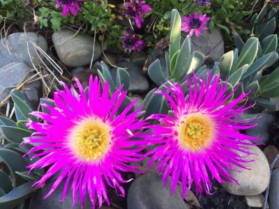 Closeup of carprobrotus rossii used as ground cover in Vermont South garden design