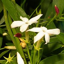 Fast growing jasmine creeper for Melbourne landscapes