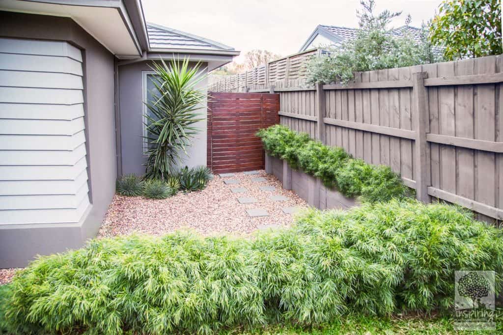 Acacia's used in side garden in Ashburton garden design