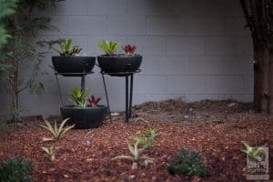 Bromeliads in black pots used in Brighton landscape design