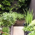 Urban food garden in Bundoora landscape design