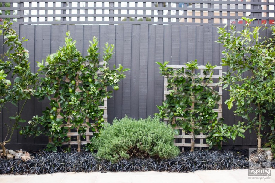 Closeup of dwarf fruit trees and espaliers in Kew landscape design