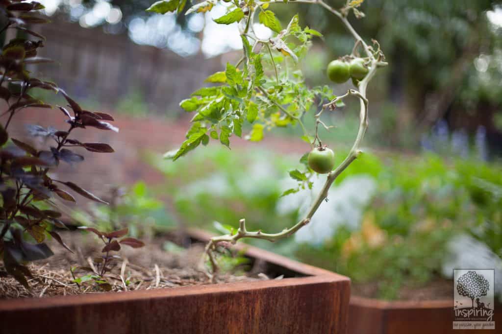 Productive vegetable patch in metal planters in Kew garden design