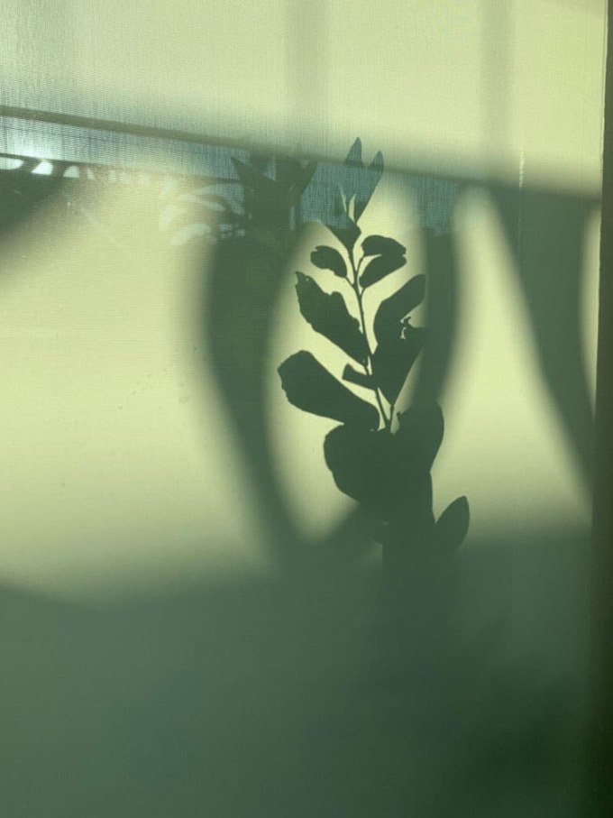 Shadows in the garden in Hawthorn garden design by Inspiring Landscape Solutions