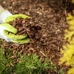Use mulch around your plants to keep weeds at bay