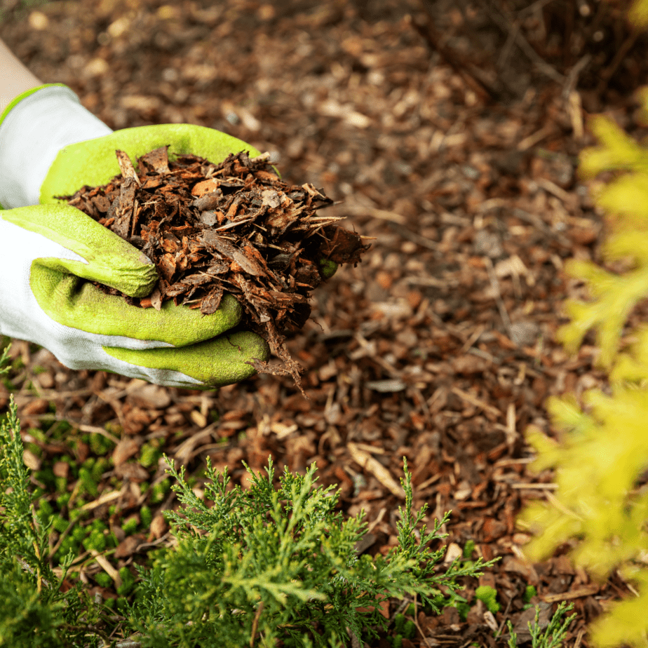 Use mulch around your plants to keep weeds at bay