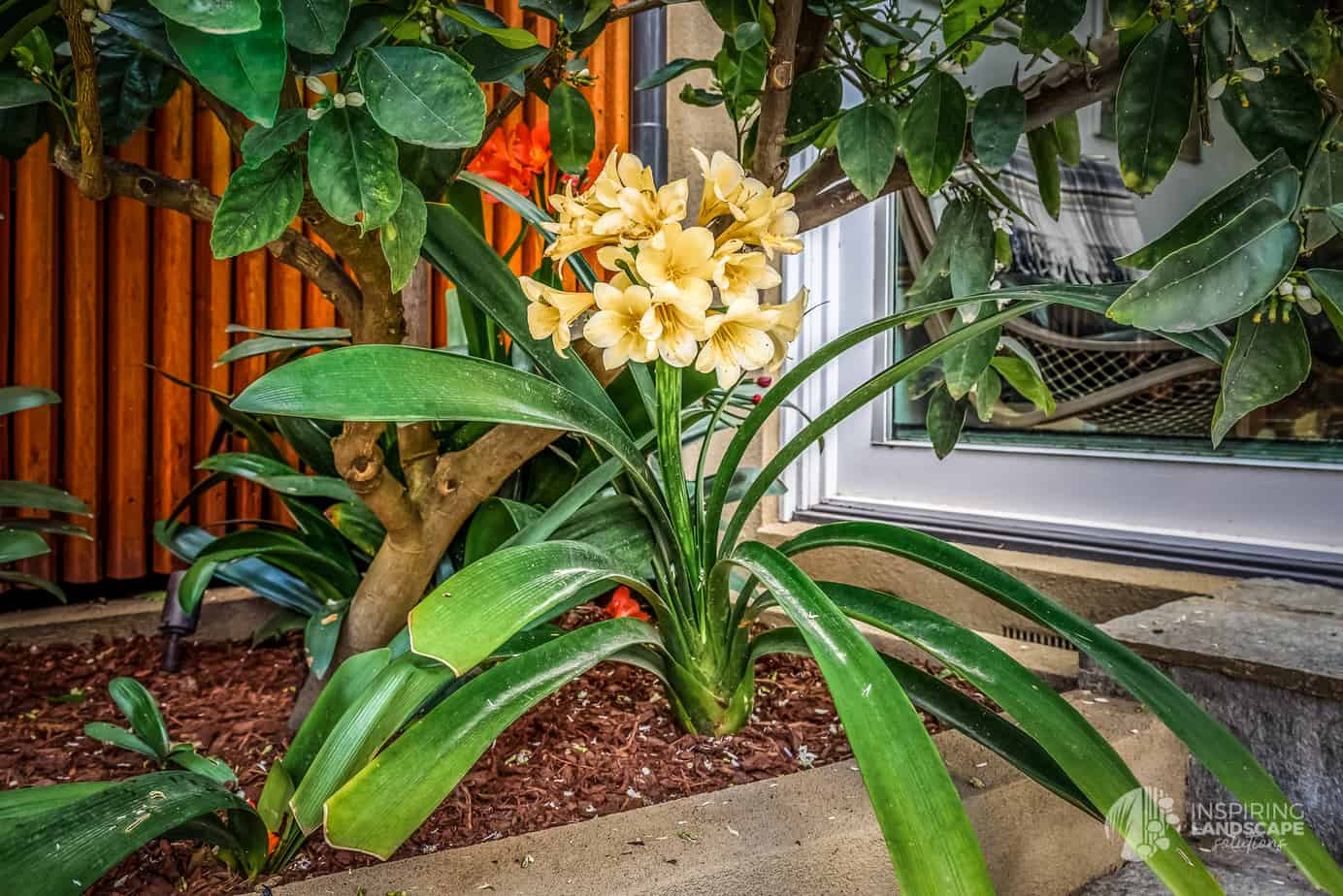 Yellow clivia flowers in Hawthorn East landscape design