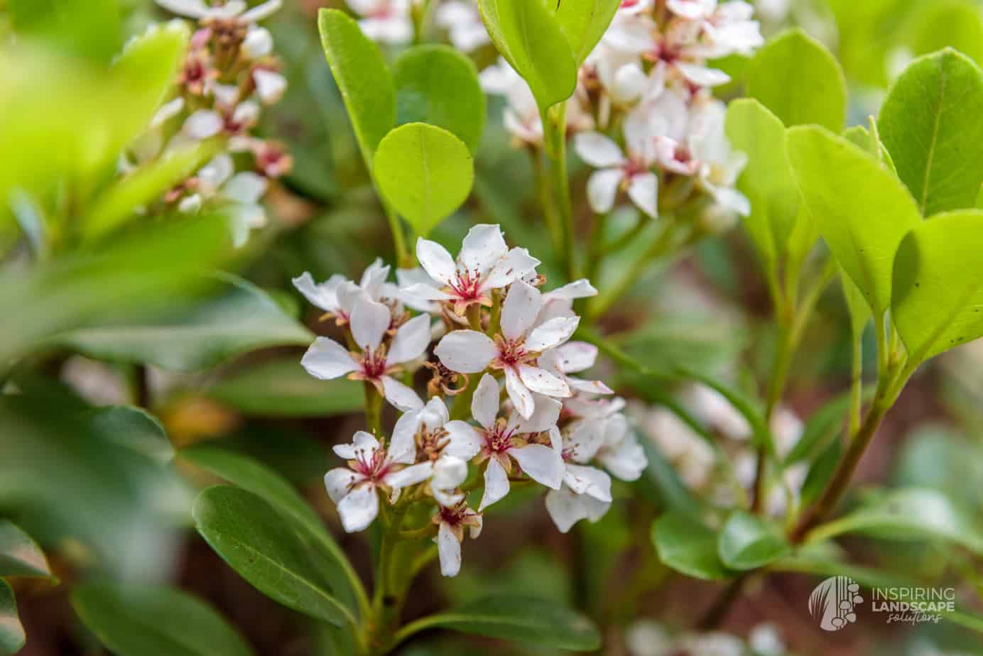 Rhaphiolepsis flowers in Hawthorn East landscape design