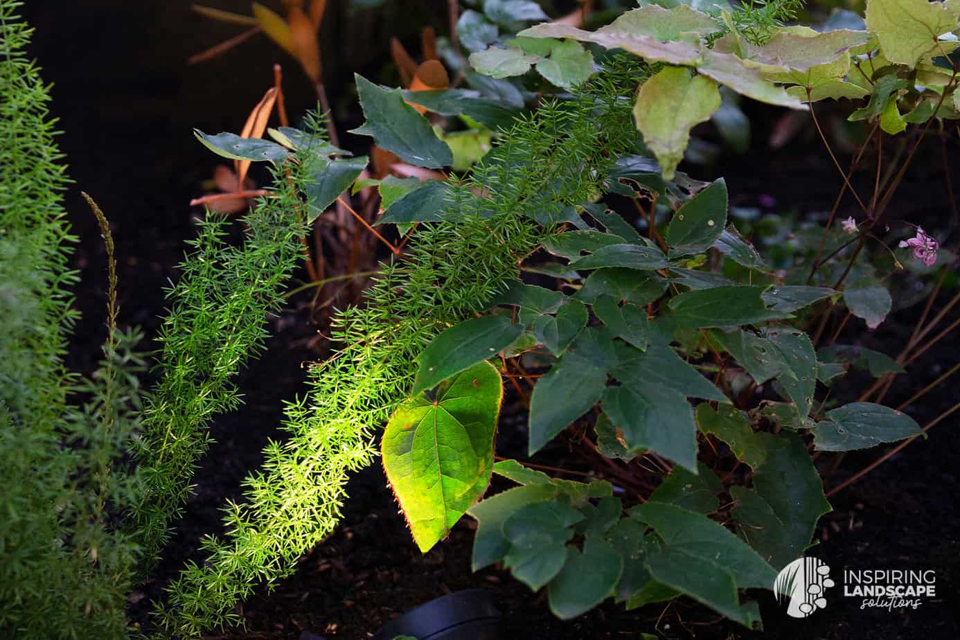 A textural planting cluster in Richmond landscape design