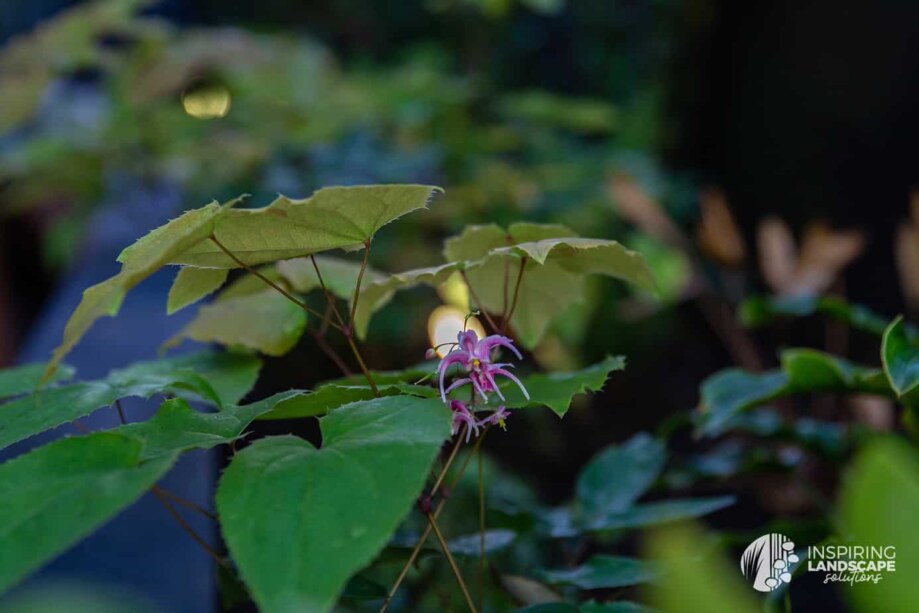 Epimedium flowers in Richmond landscape design