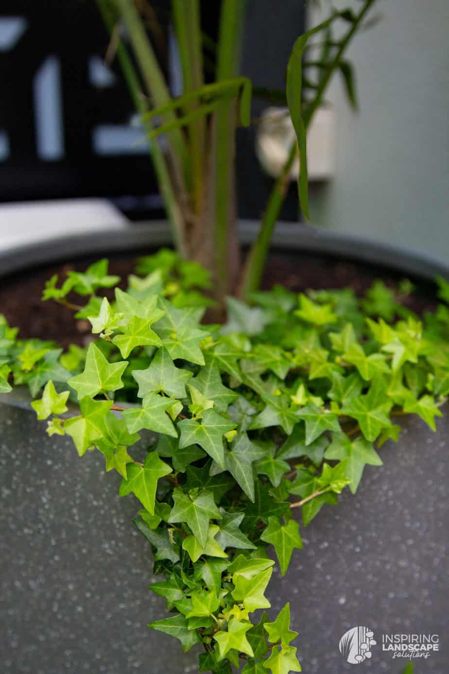 Ivy leaves in a pot in Richmond landscape design