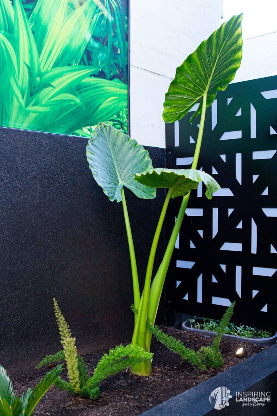 Alocasia leaves in Richmond landscape design