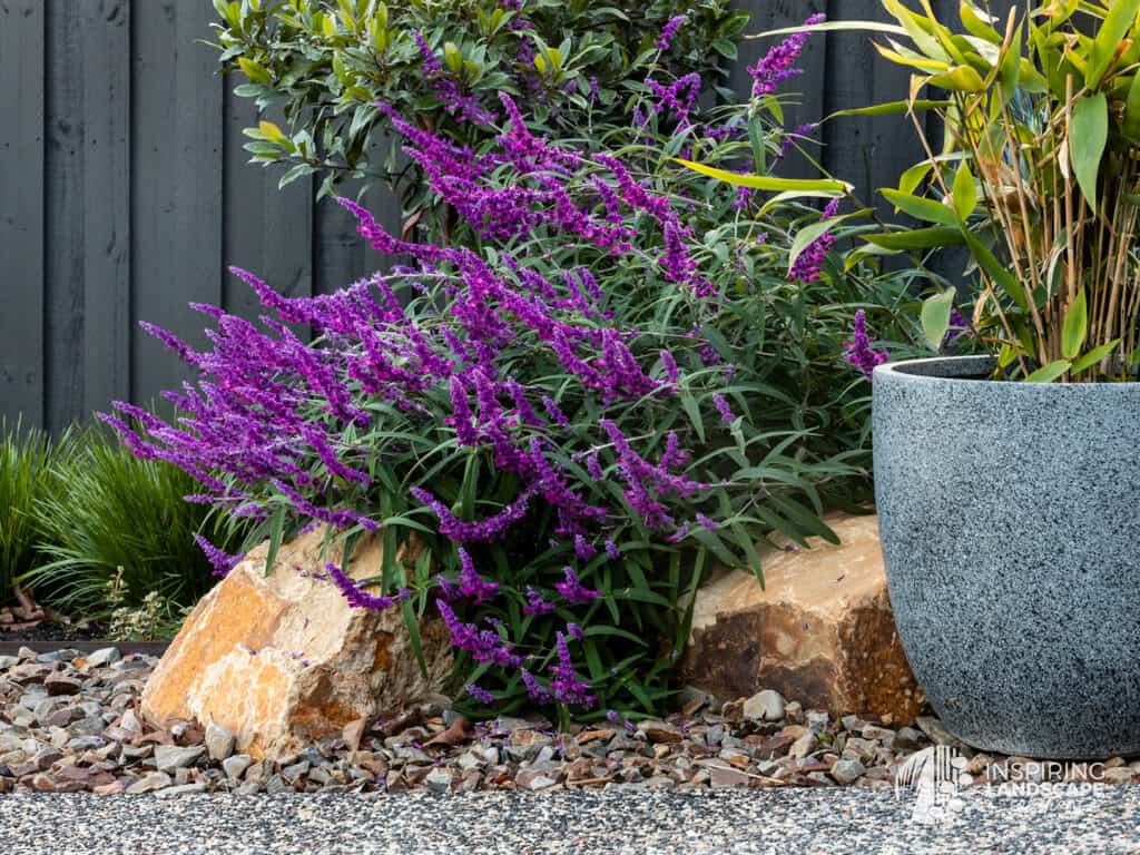 Salvia leucantha used in Mount Waverley garden design