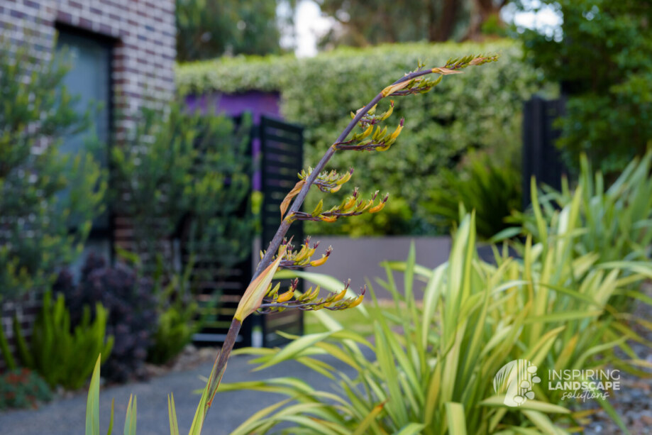 Phormium tenax flowers in Wantirna garden design