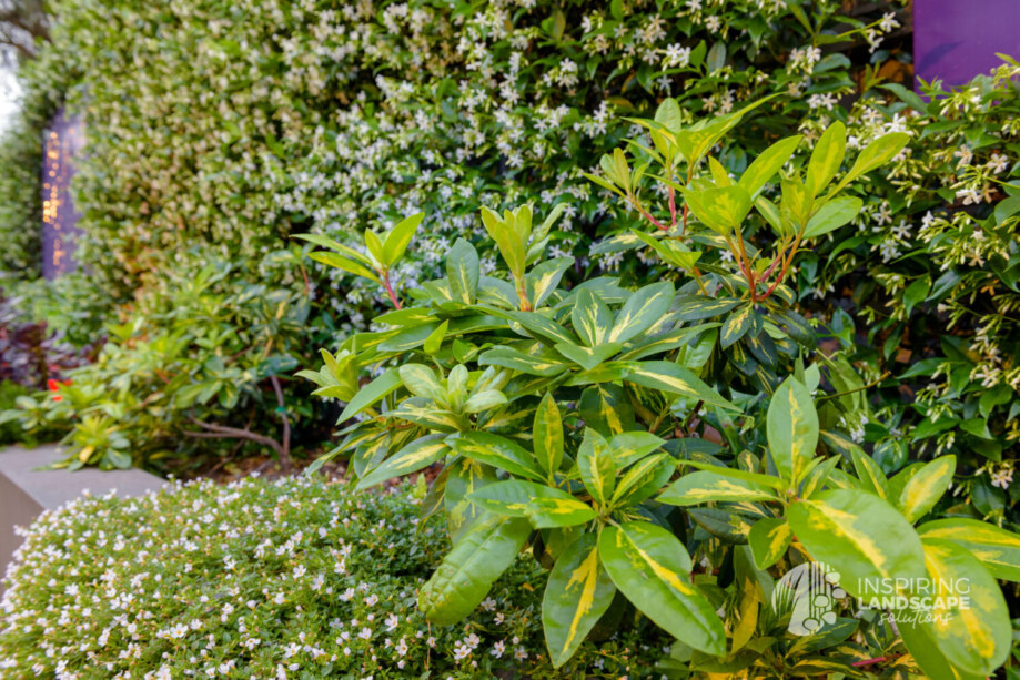 Textural planting cluster used in Wantirna South landscape design