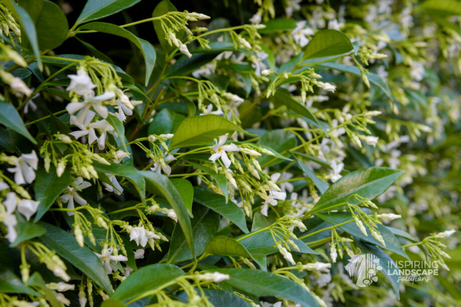 Chinese Star Jasmine Hedge in Wantirna garden design