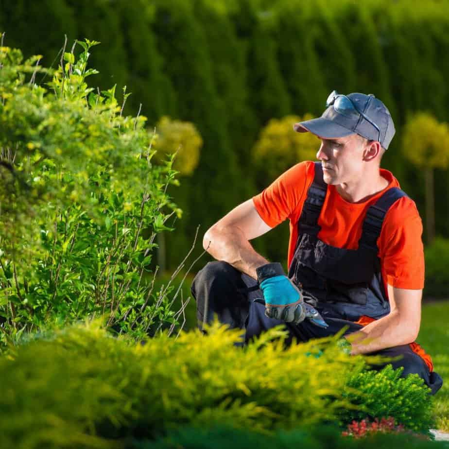 Garden Maintenance of hedge