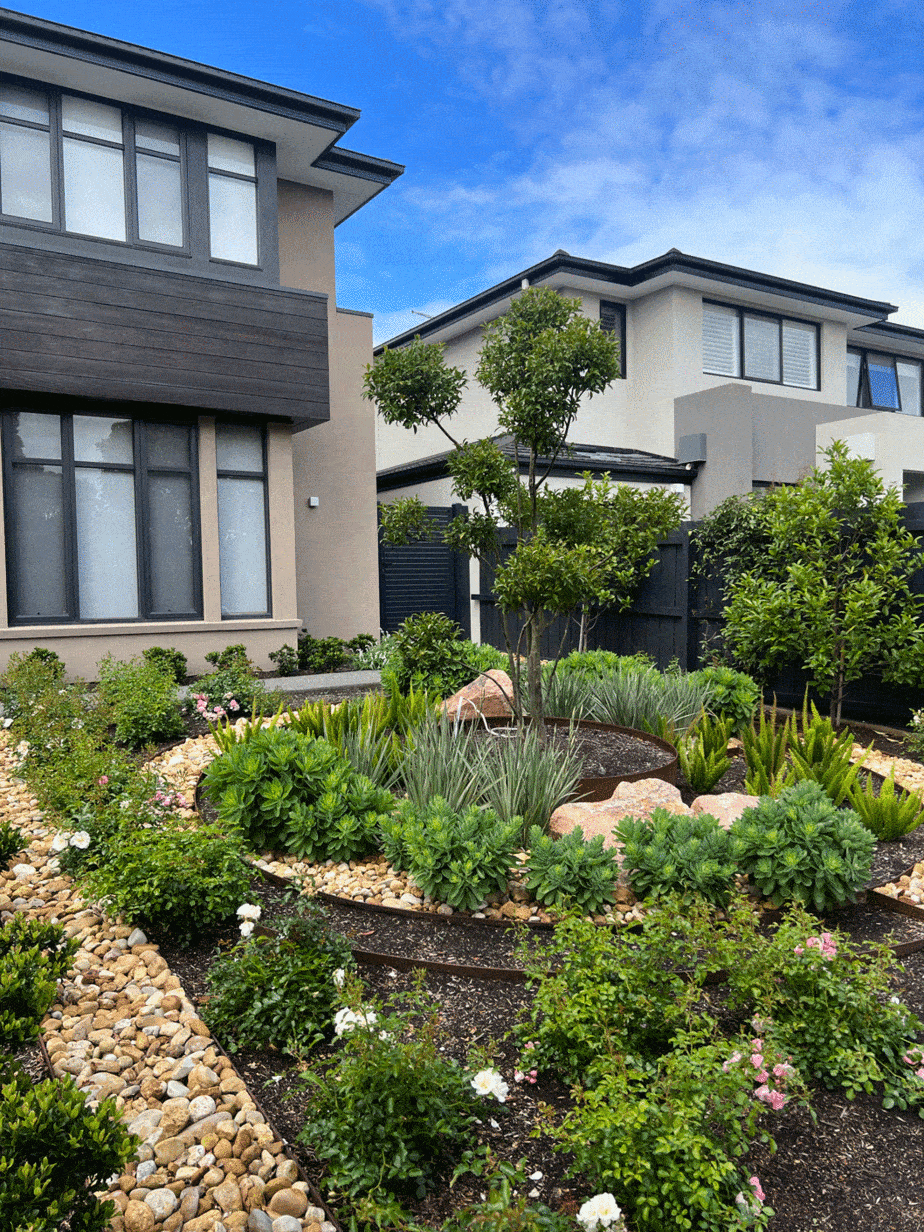 Cloud pruned tree in Murrumbeena garden design