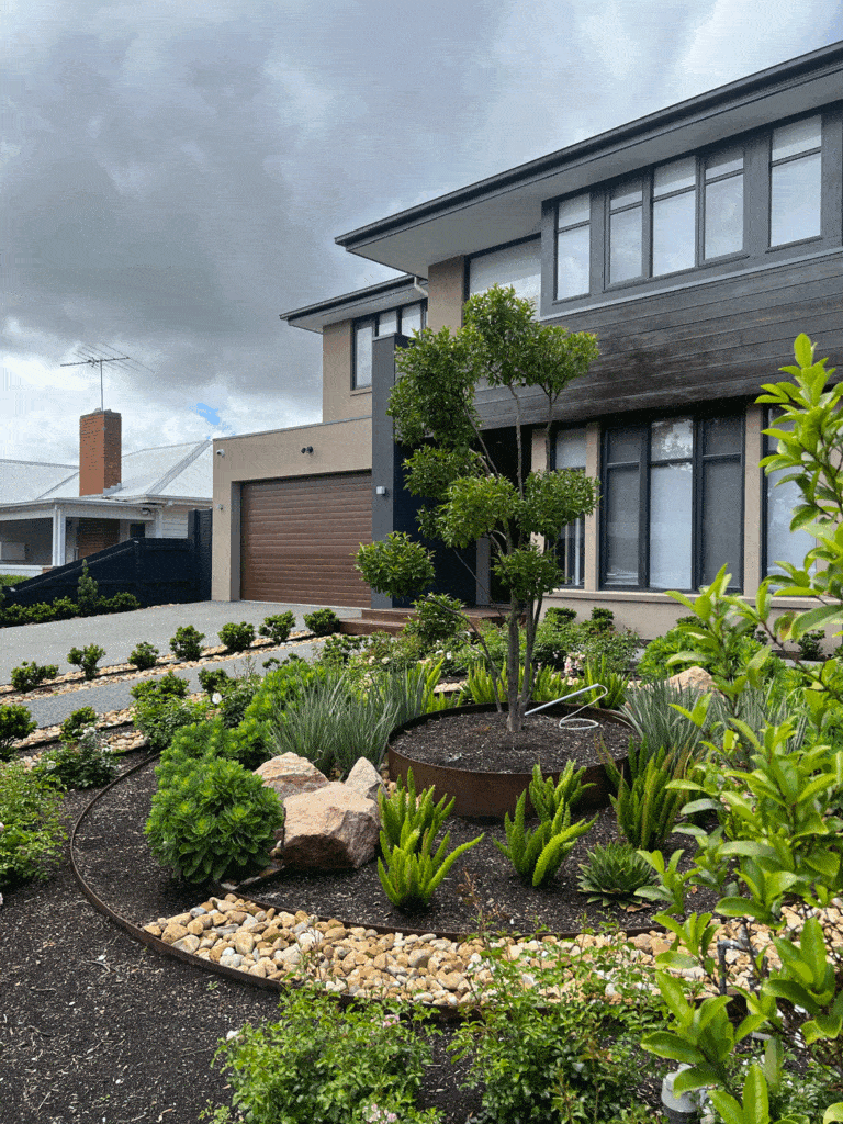 Cloud pruned camellia in Murrumbeena landscape design