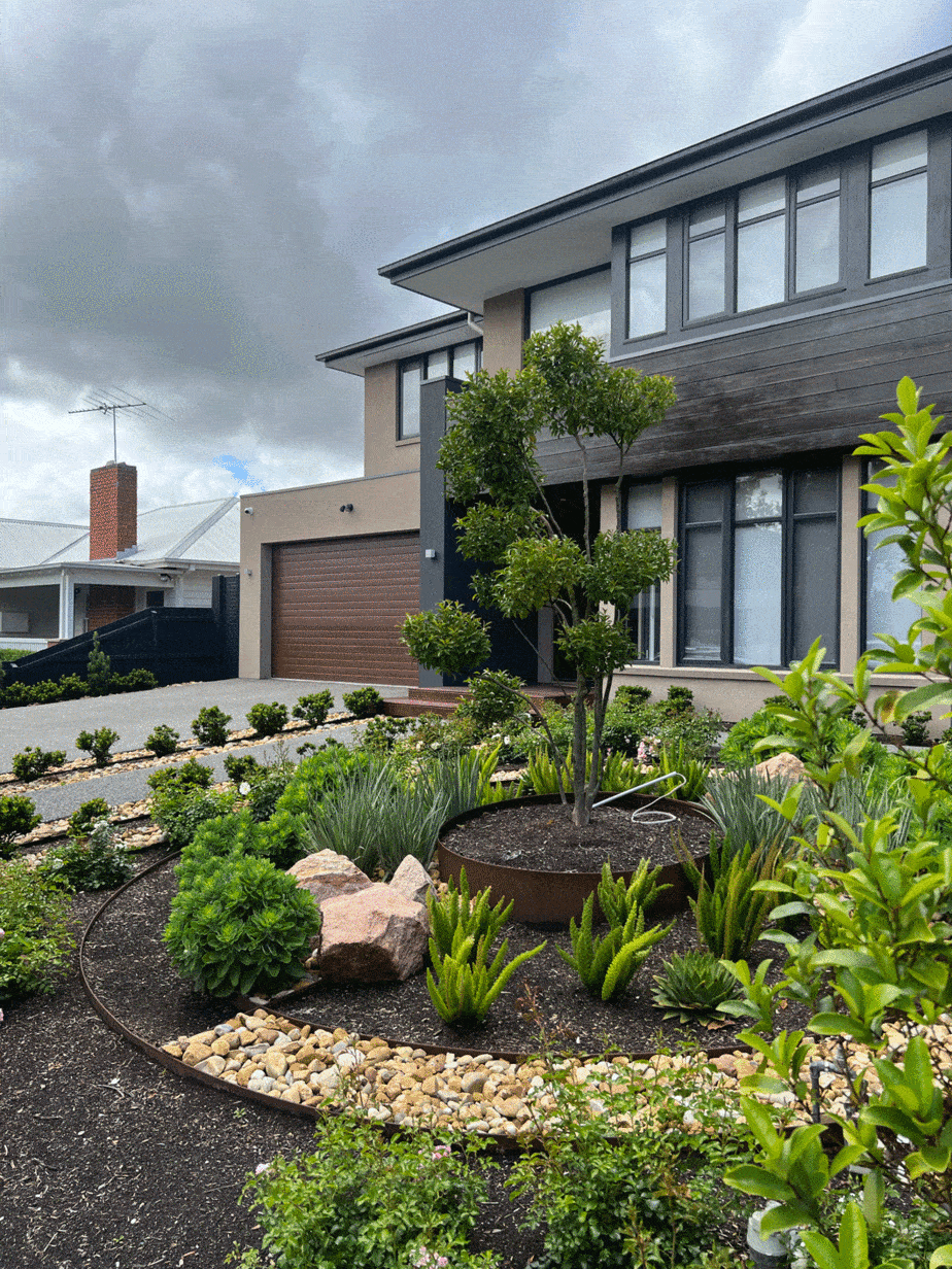 Cloud pruned camellia in Murrumbeena landscape design