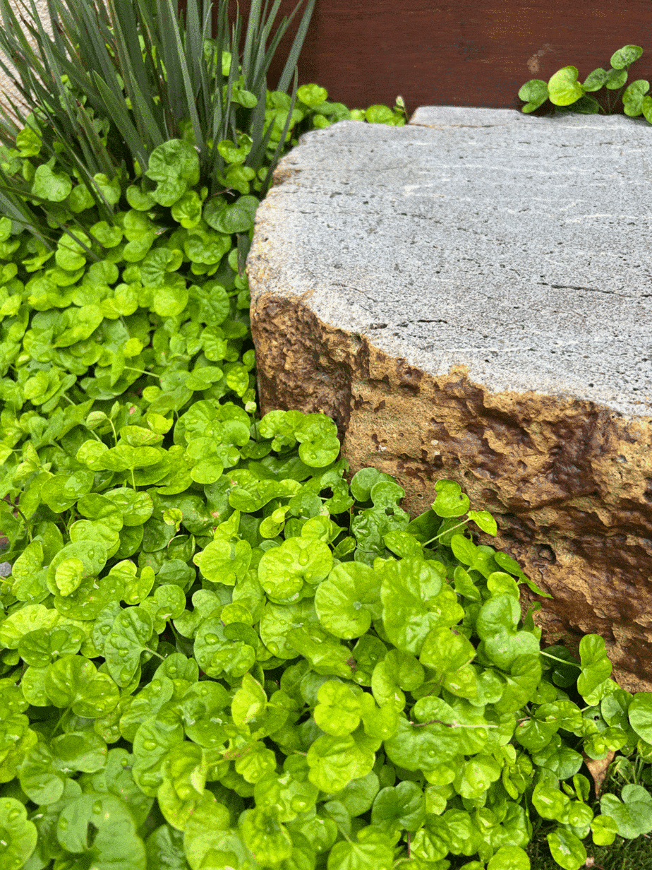 Dichondra repens as groundcover in Murrumbeena landscape design