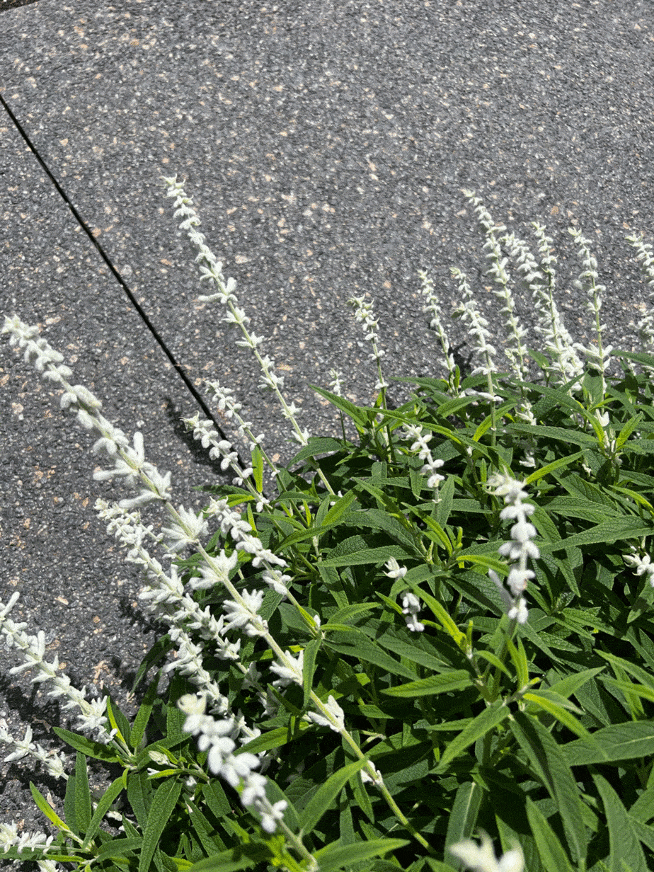 White salvia in Murrumbeena garden design