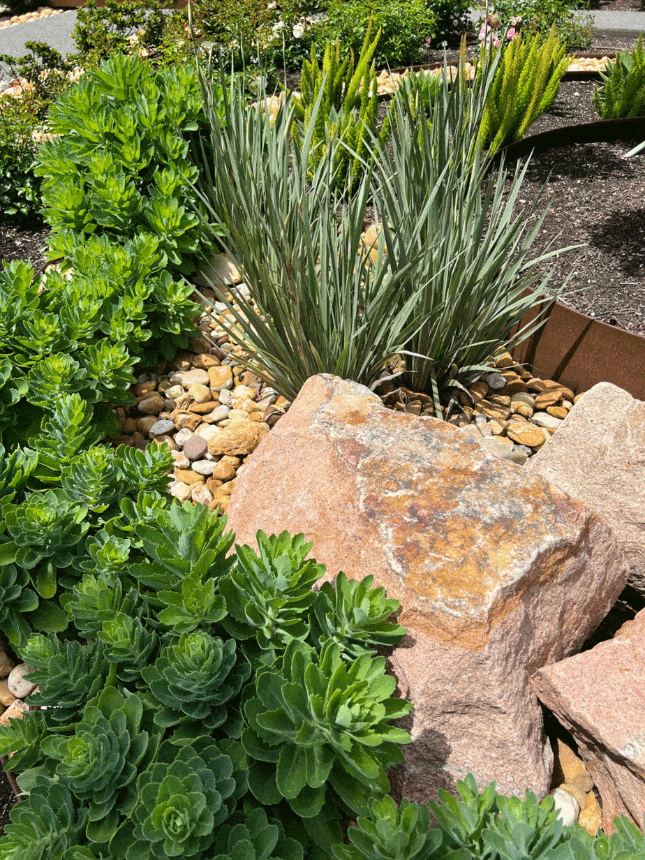 Layered planting in Murrumbeena garden