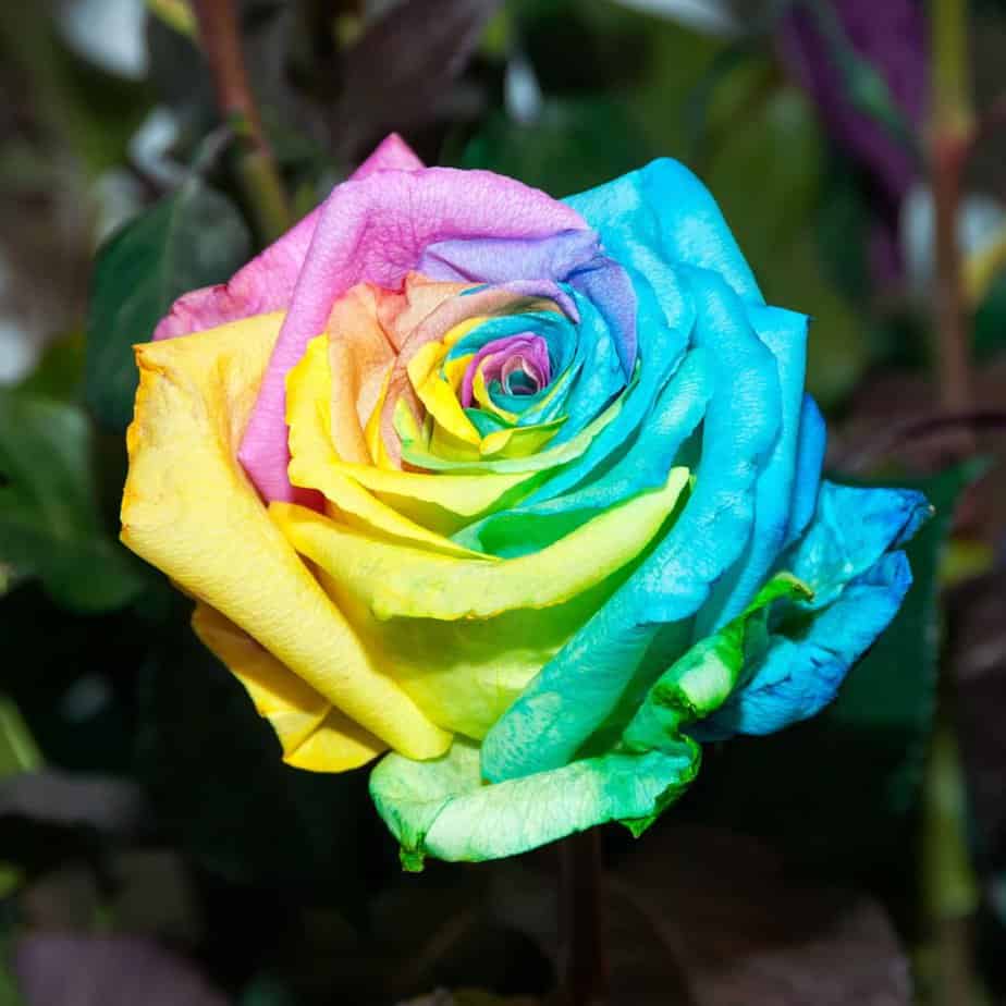 Colour combinations can also be in the one plant like multi-coloured roses