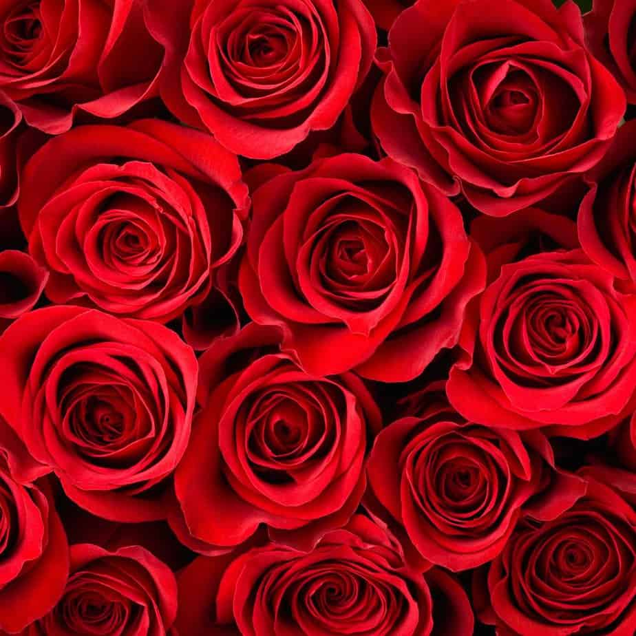 Red coloured rose Red coloured rose