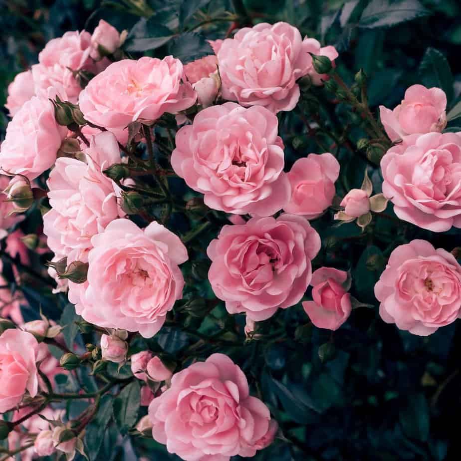 The Beauty Of Roses - Inspiring Landscape Solutions