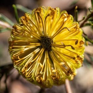 Close up of banksia flower