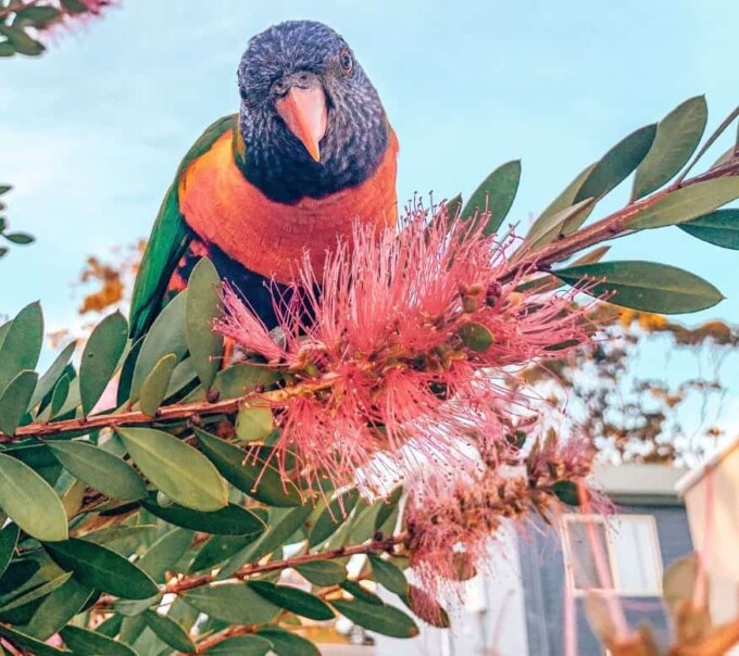 Close up of bottlebrush flower