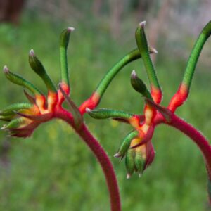 Close up of kangaroo paw flower