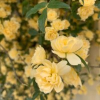 Yellow rambling rose