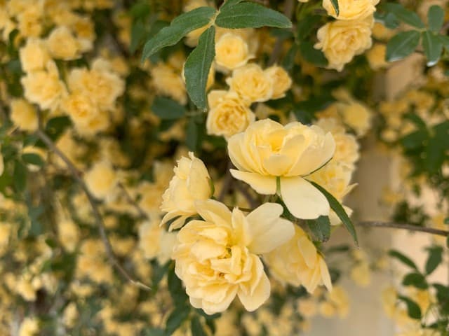 Yellow rambling rose