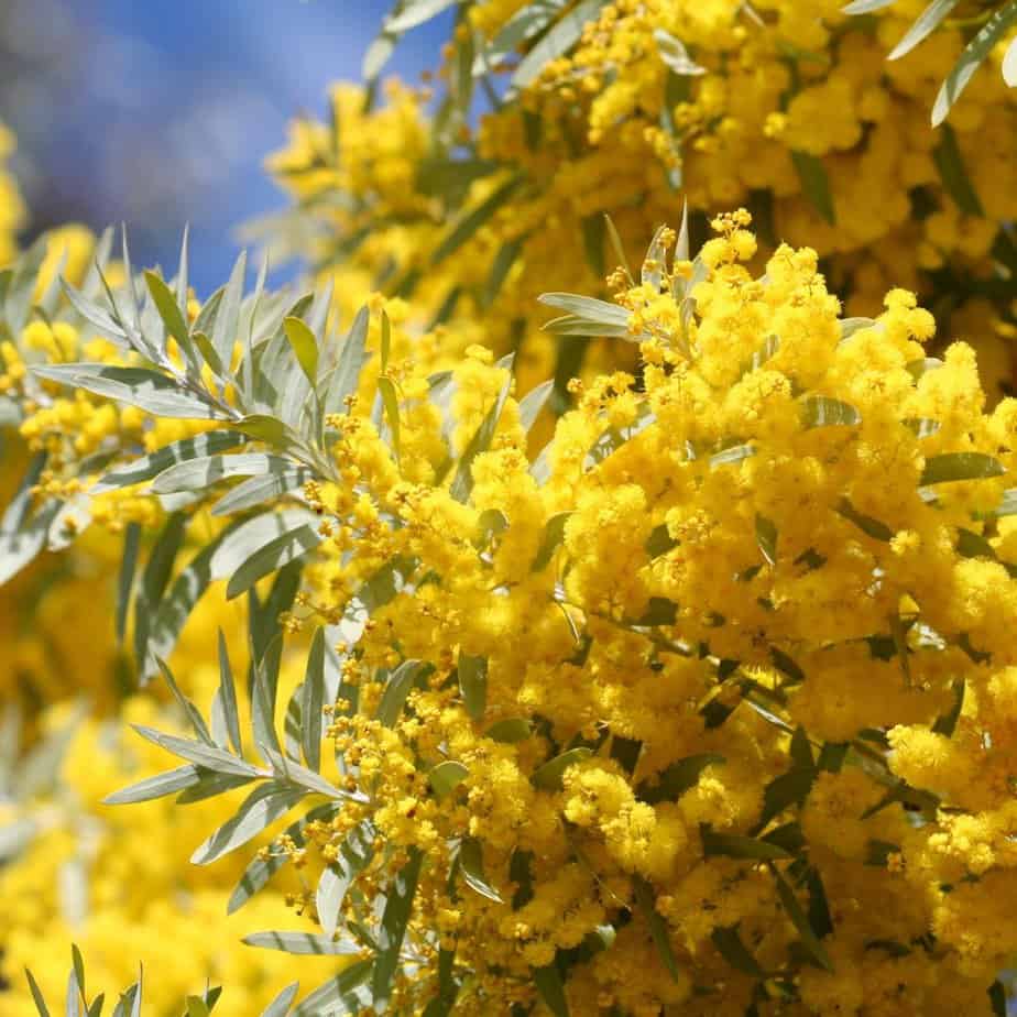 Yellow wattle flowers are great at attracting wildlife