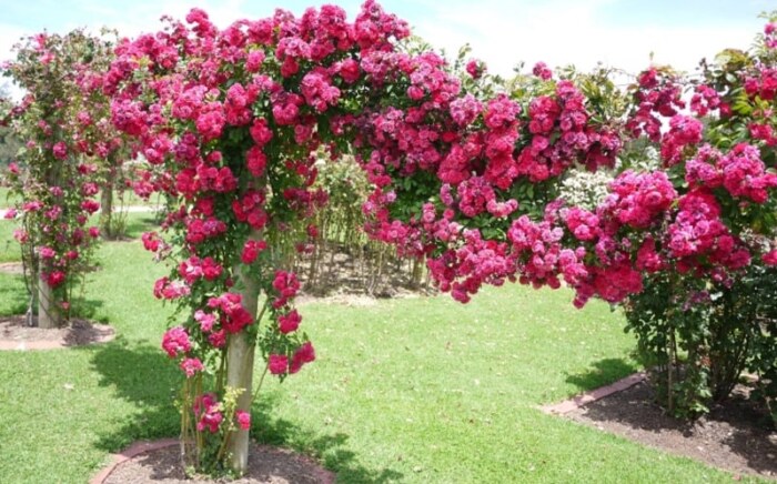 Bright pink rose arbour