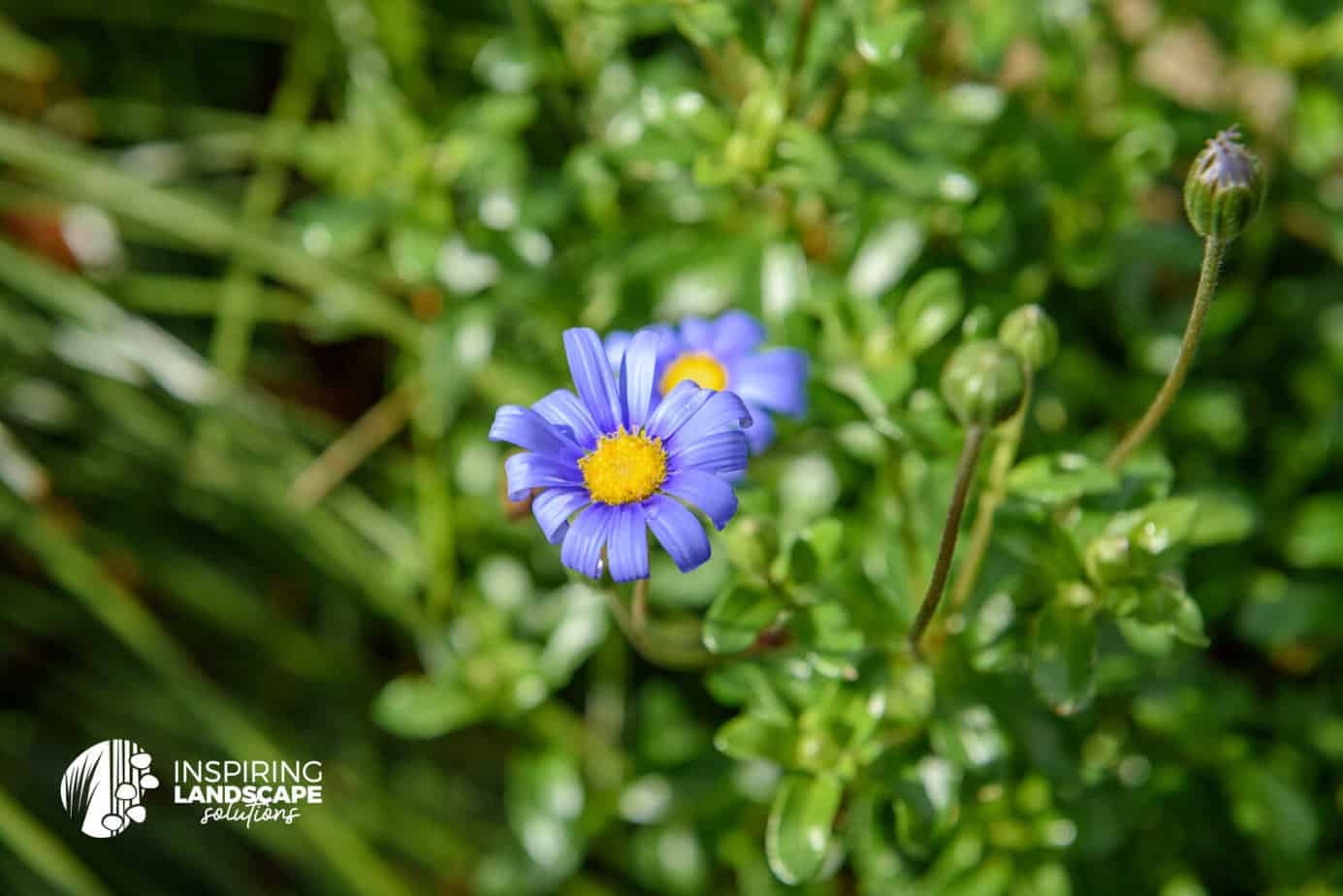 Felicia amelloides used in Mulgrave landscape design