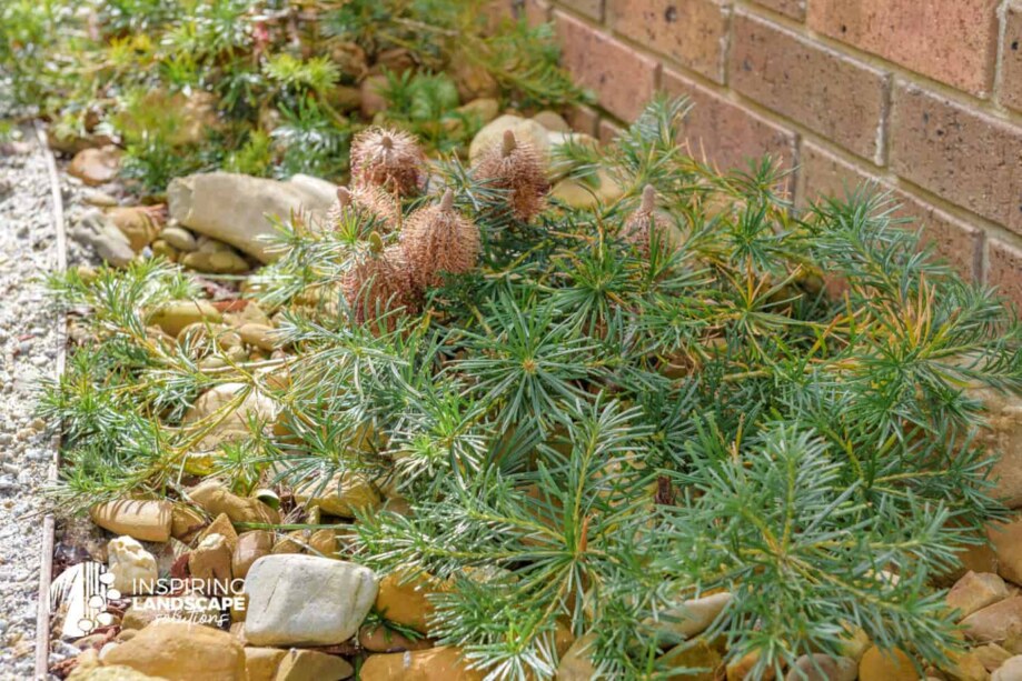 Prostrate banksia used in Mulgrave landscape design