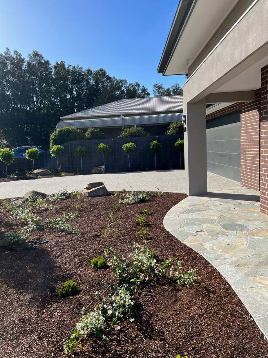 Planting and ficus topiary in Narre Warren North front garden