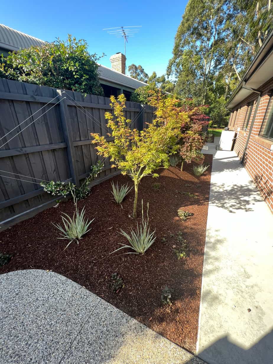 View of maples from home office in Narre Warren North side garden